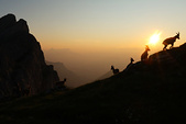 Bouquetins sur les crtes du Vercors