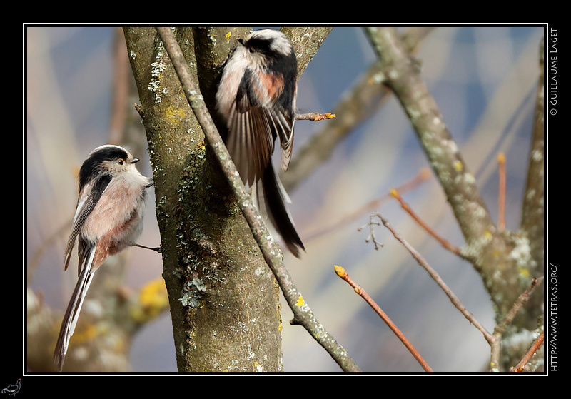Photo : Orites � longue-queue