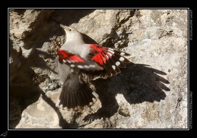 Photo : Tichodrome �chelette en vol qui explore une fissure 
