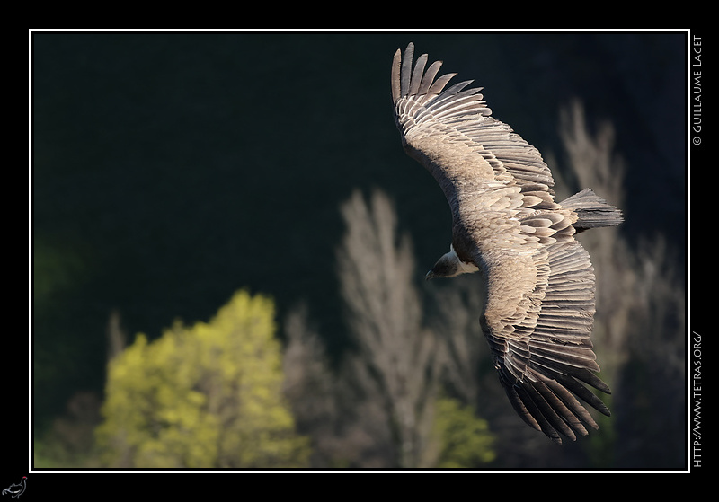 Photo : Vautour fauve