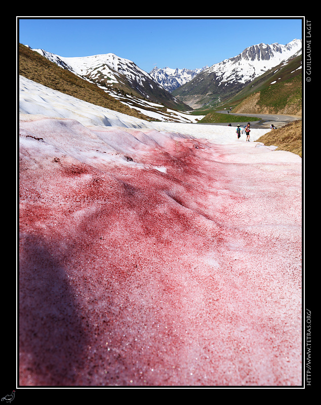 Photo : Sang des glaciers - neige color�e de rouge par des algues 
