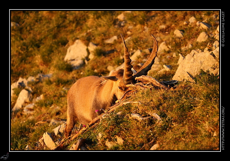 Photo : Bouquetin qui se gratte sur une branche 
