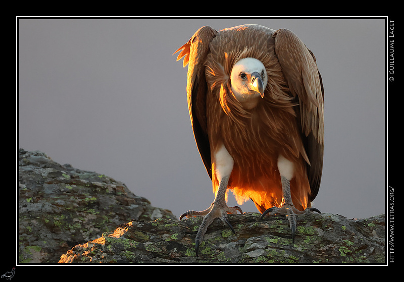 Photo : Vautour fauve 
