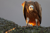 Vautour fauve