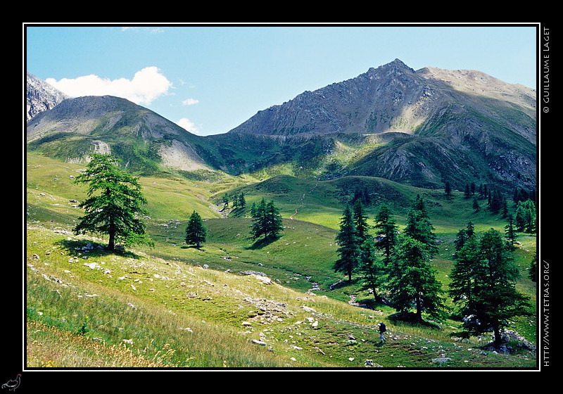 Alpes du Sud : Mélèzes dans le vallon de Plate Lombarde