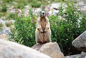 Mercantour : Marmotte