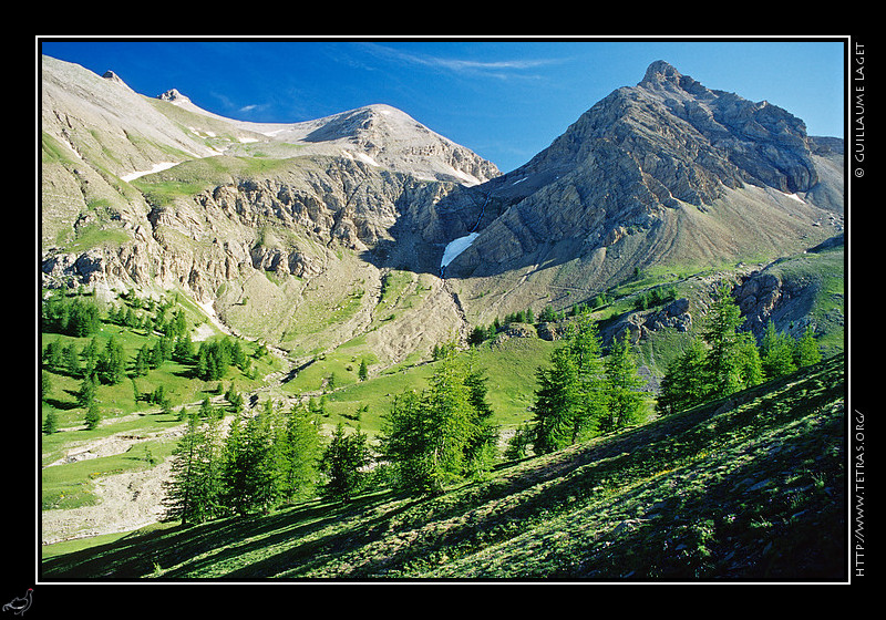 Alpes du Sud : Des mlzes devant les pentes du Mont Pelat, au bord du lac d'Allos