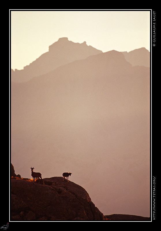 Alpes du Sud : Mouflons  contre-jour au soleil couchant devant le refuge de Rabuons