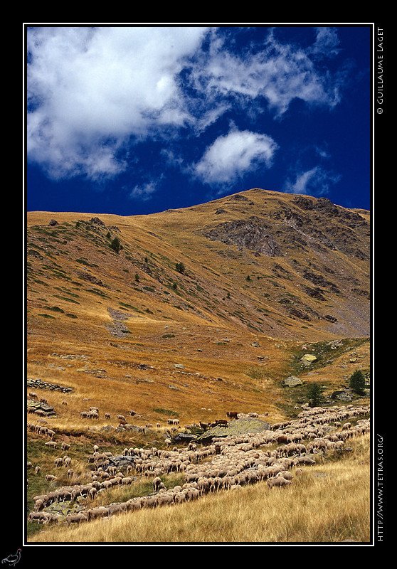 Alpes du Sud : Un troupeau de moutons dans le vallon de Baussayer