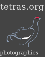 tetras.org photographies